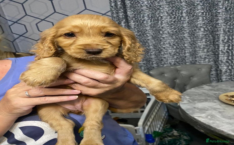 Cocker Spaniel dogs - Advert 5