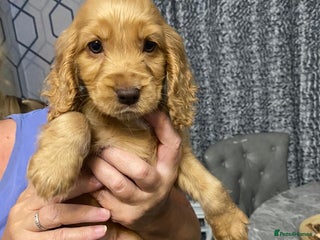 Cocker Spaniel dogs - Advert 10
