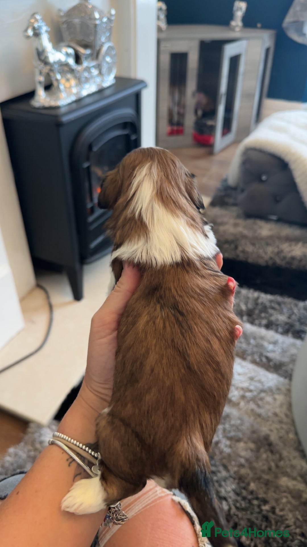 Shih Tzu dogs for sale: Stunning imperial shih tzu puppies  - Advert 8