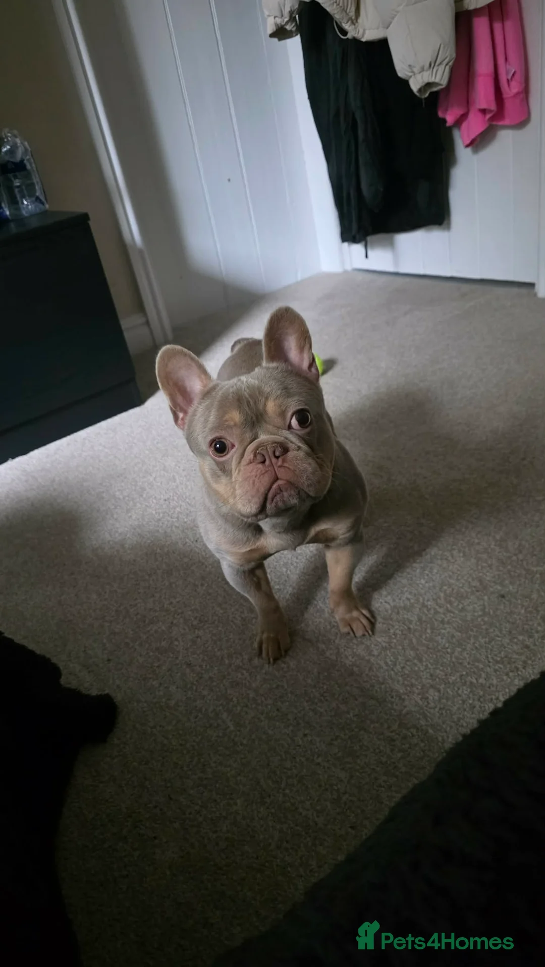 French Bulldog dogs for stud: Meet Cash my lovely french bulldog in Stockport - Advert 1