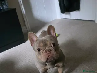 French Bulldog dogs Meet Cash my lovely french bulldog - Advert 1