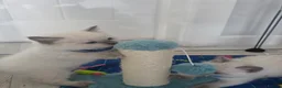 Ragdoll cats for sale: Pure blue point ragdoll kittens for sale - Advert 3