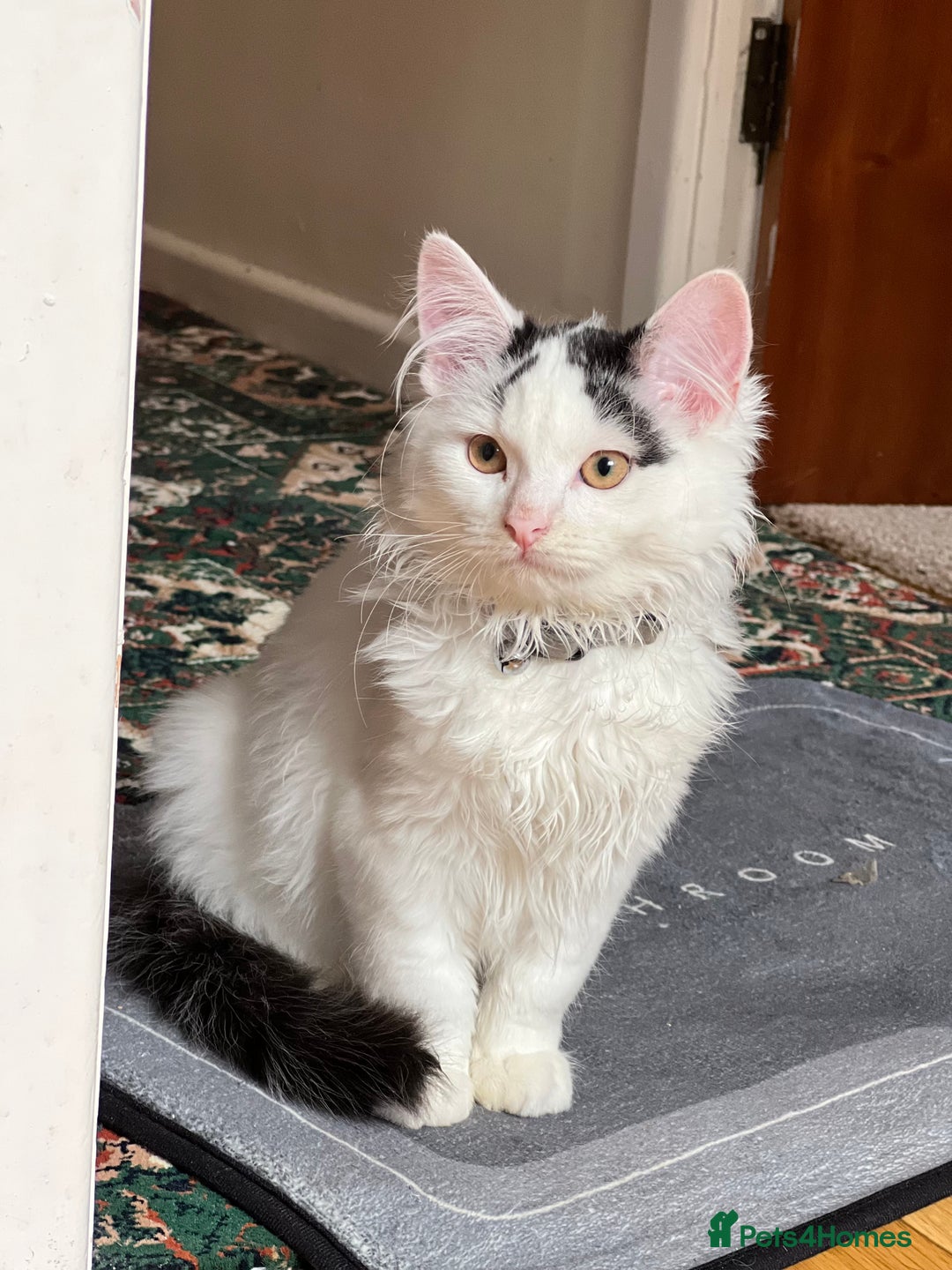 Mixed Breed cats for sale: kitten  - Image 2