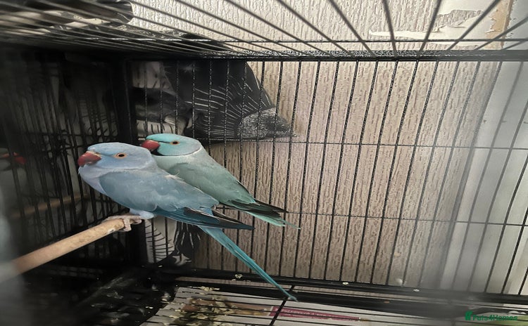 Ringnecks birds - Advert 9