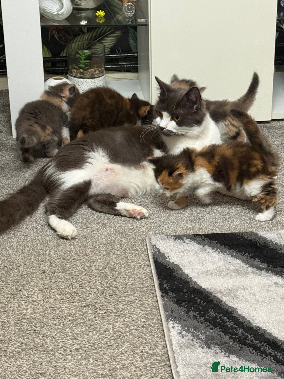 British Longhair cats for sale: 6 beautiful lovable friendly kittens - Image 19