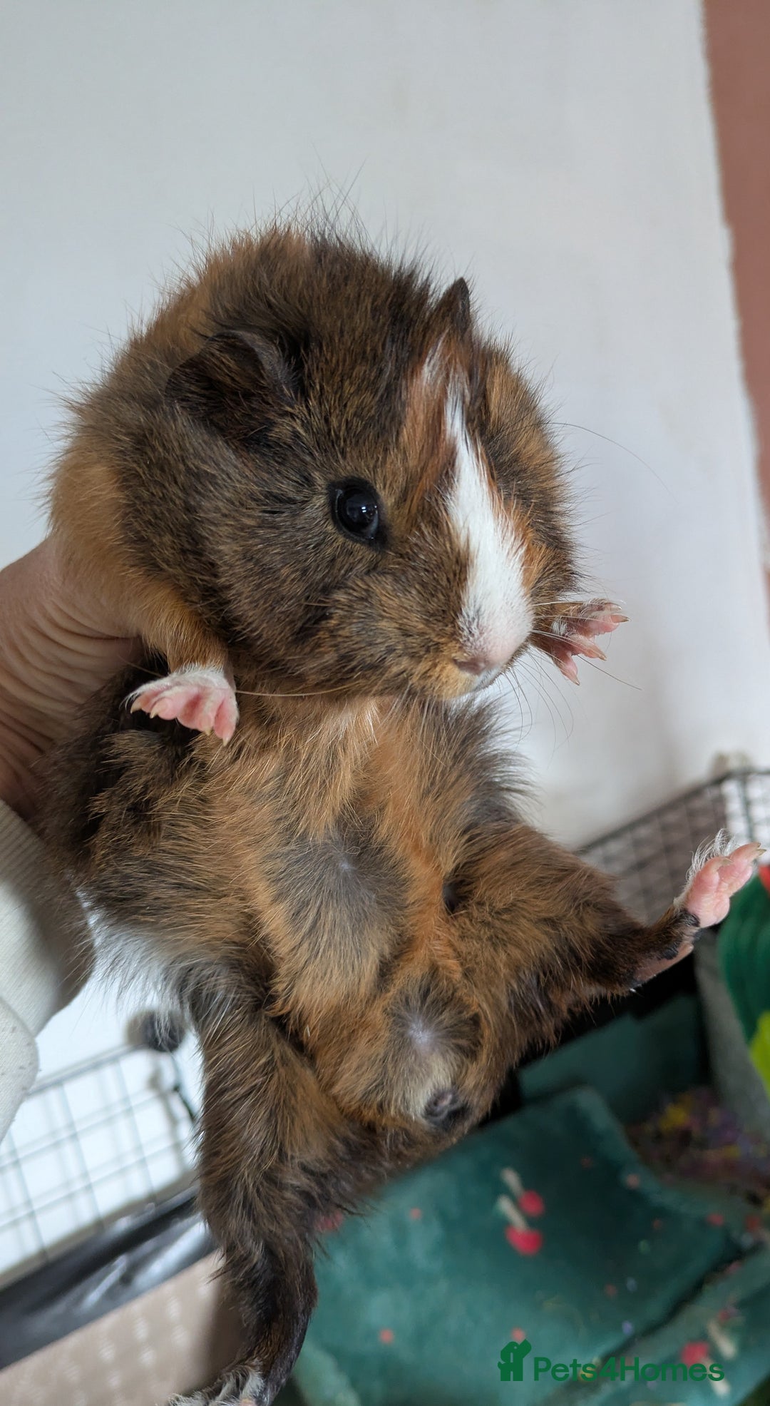 Guinea Pig rodents for sale: Guinea pig boys long haired - Image 8