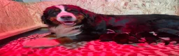 Bernese Mountain Dog dogs for sale: BEAUTIFUL BERNESE MOUNTAIN DOG PUPPIES-4 BOYS !!! - Advert 3