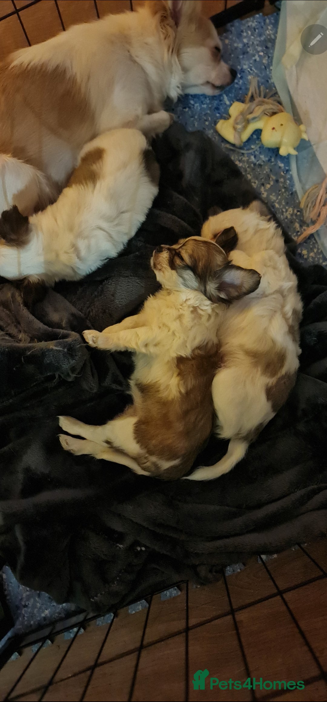 Chihuahua dogs for sale: Chihuahua for sale  - Advert 6