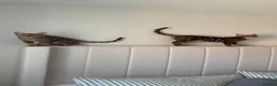 Bengal cats for sale: 2 male Bengal kittens  - Advert 3