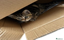Mixed Breed cats for sale: Moggy kittens - Image 3