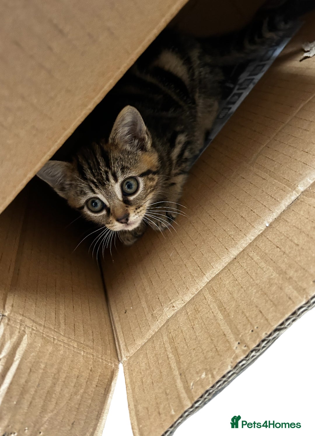 Mixed Breed cats for sale: Moggy kittens - Image 3