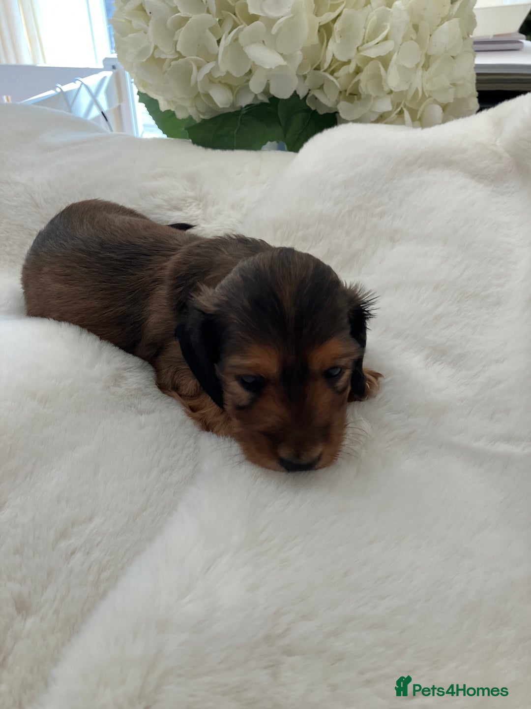 Miniature Dachshund dogs for sale: kc reg shaded creams - Image 3