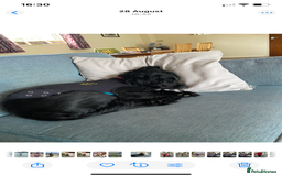 Mixed Breed dogs for sale: Sprocker spaniel cross - Image 9