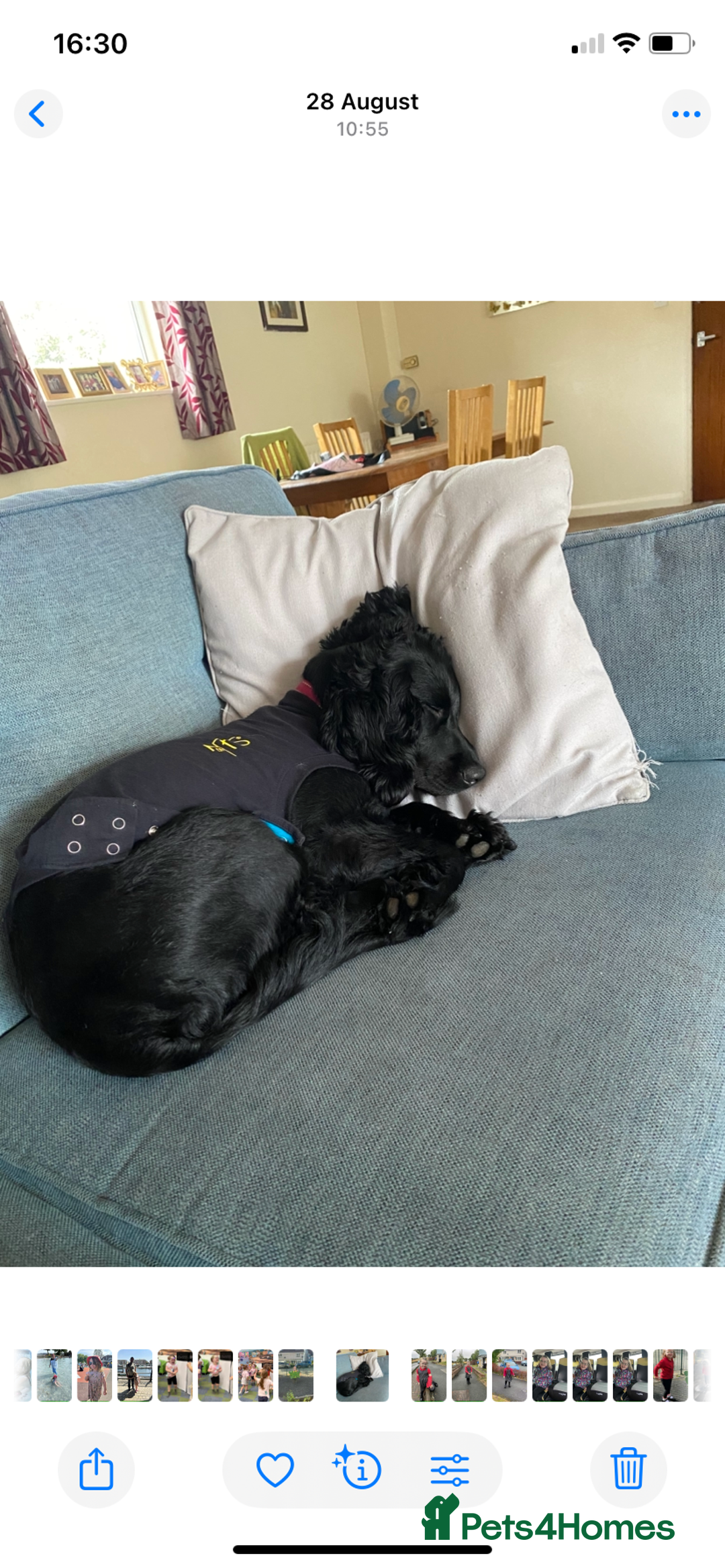 Mixed Breed dogs for sale: Sprocker spaniel cross - Image 9