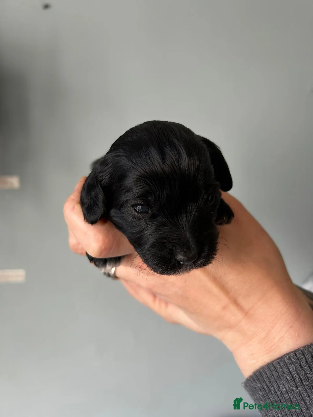 Cavapoo dogs for sale: Cavapoo puppies  - Advert 29