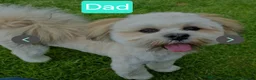 Lhasa Apso dogs for sale: Adorable Lhasa Apso Puppies  - Advert 4