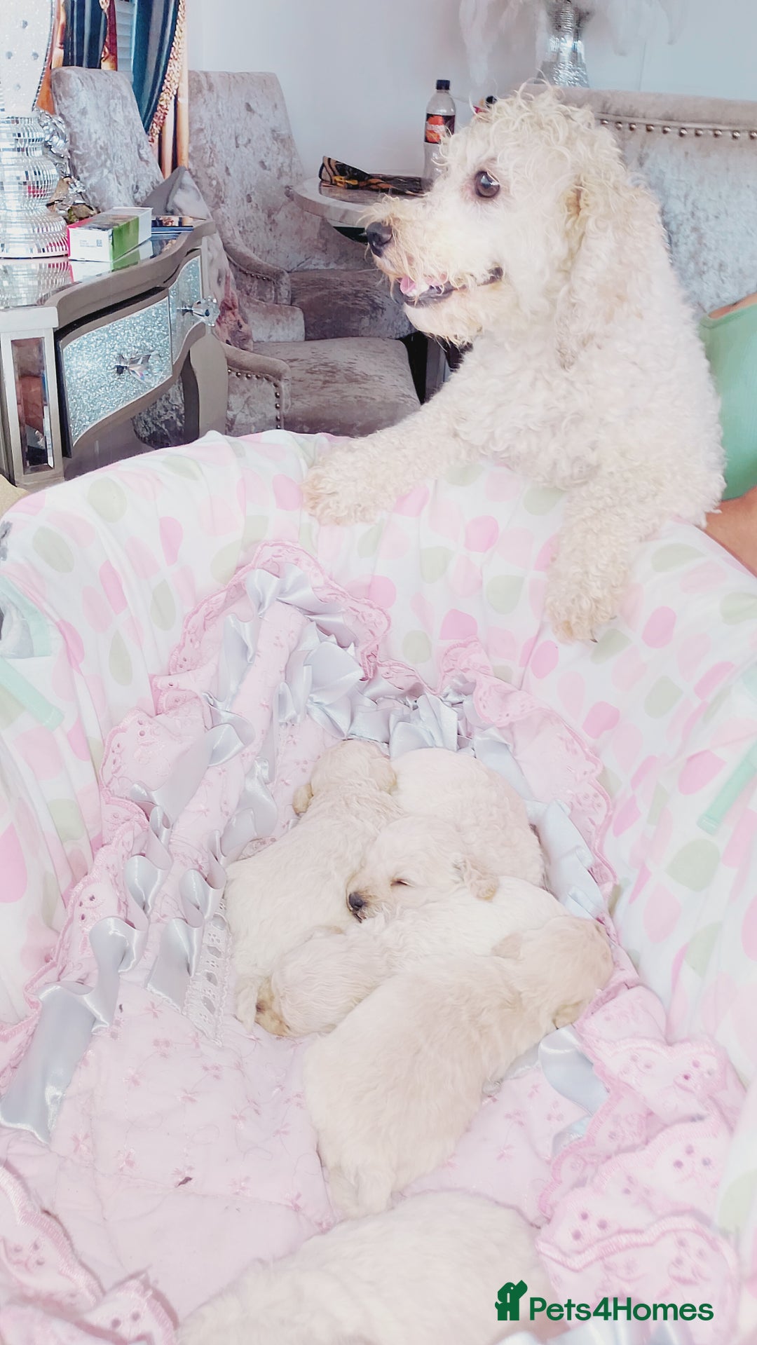 Miniature Poodle dogs for sale: Miniature poodle  - Image 18