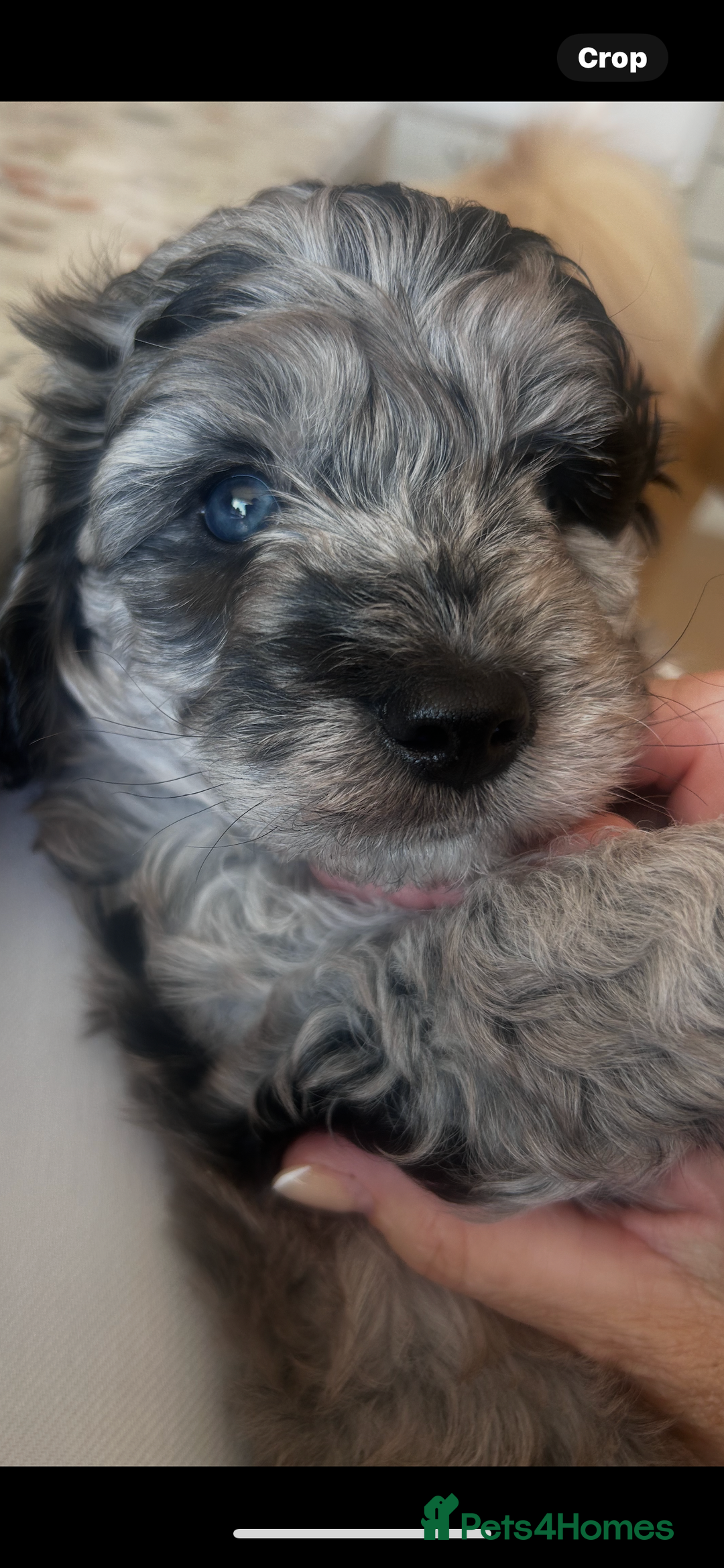 Cavapoo dogs for sale: 🌟HEALTH TESTED F1B CAVAPOO MERLE STUNNING PUPPIES - Image 35