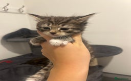 Bengal cats for sale: 7 bengal cross kittens  - Image 15