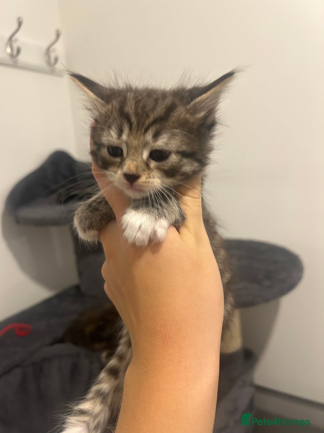 Bengal cats for sale: 7 bengal cross kittens  - Image 15