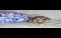 Mixed Breed dogs for sale:  miniature dachshund cross toy poodle doxiepoo   - Image 25