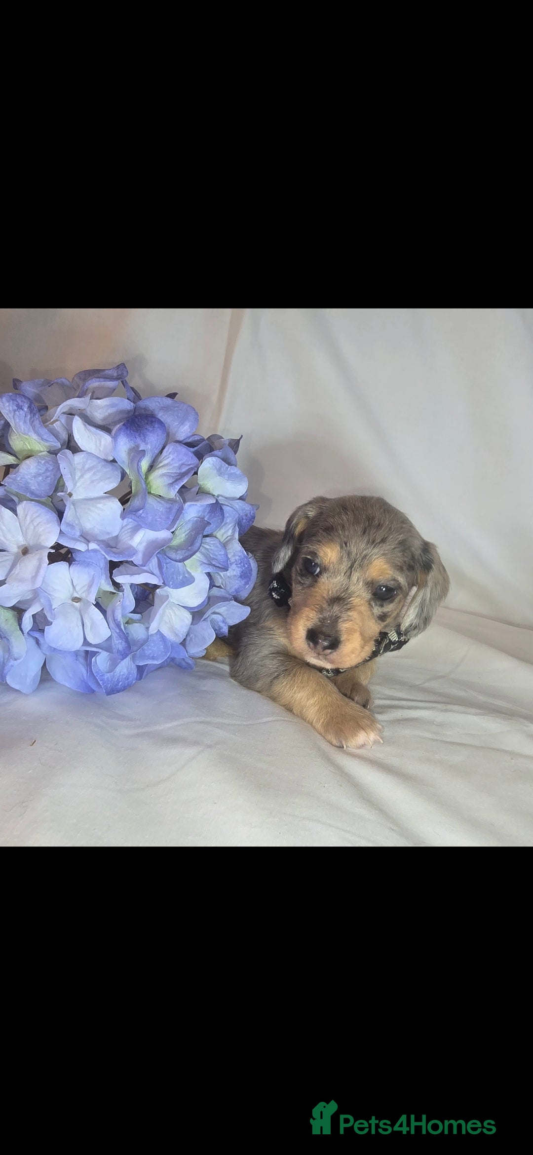 Mixed Breed dogs for sale:  miniature dachshund cross toy poodle doxiepoo   - Image 25