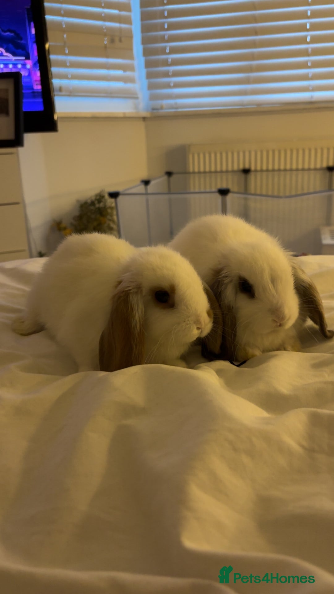 Mini Lop rabbits for sale: Mini lops - Advert 2