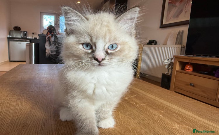 Ragdoll cats - Advert 11
