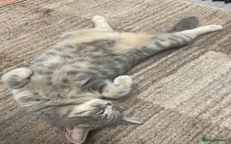 British Shorthair cats for sale: Girl  - Image 2