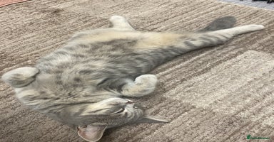 British Shorthair cats - Advert 3