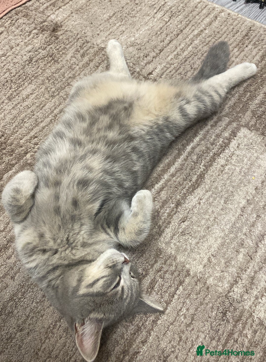 British Shorthair cats for sale: Girl  - Image 2