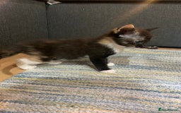Mixed Breed cats for sale: Adorable kittens looking for a new family - Image 8