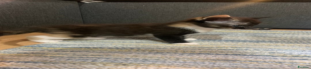 Mixed Breed Kitten 3