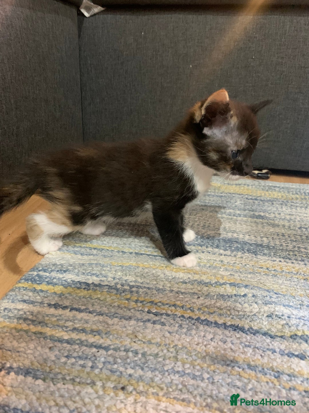 Mixed Breed cats for sale: Adorable kittens looking for a new family - Image 8