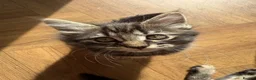Maine Coon cats for sale: Beautiful Maine Coon x Silver British shorthair - Advert 8