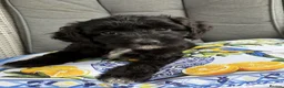 Cockapoo dogs for sale: Beautiful Cockapoos Raised In A Loving Family Home in Leatherhead - Advert 2