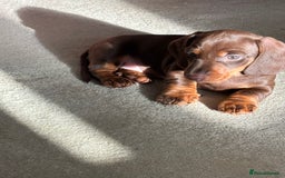 Miniature Dachshund dogs for sale: Reggie and Walter  - Advert 3