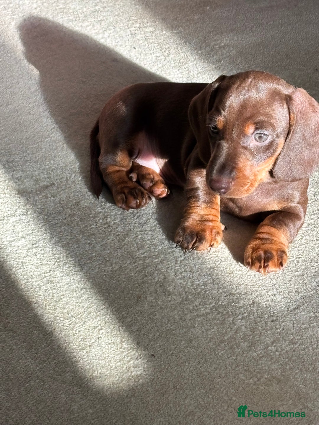 Miniature Dachshund dogs for sale: Reggie and Walter  - Advert 3