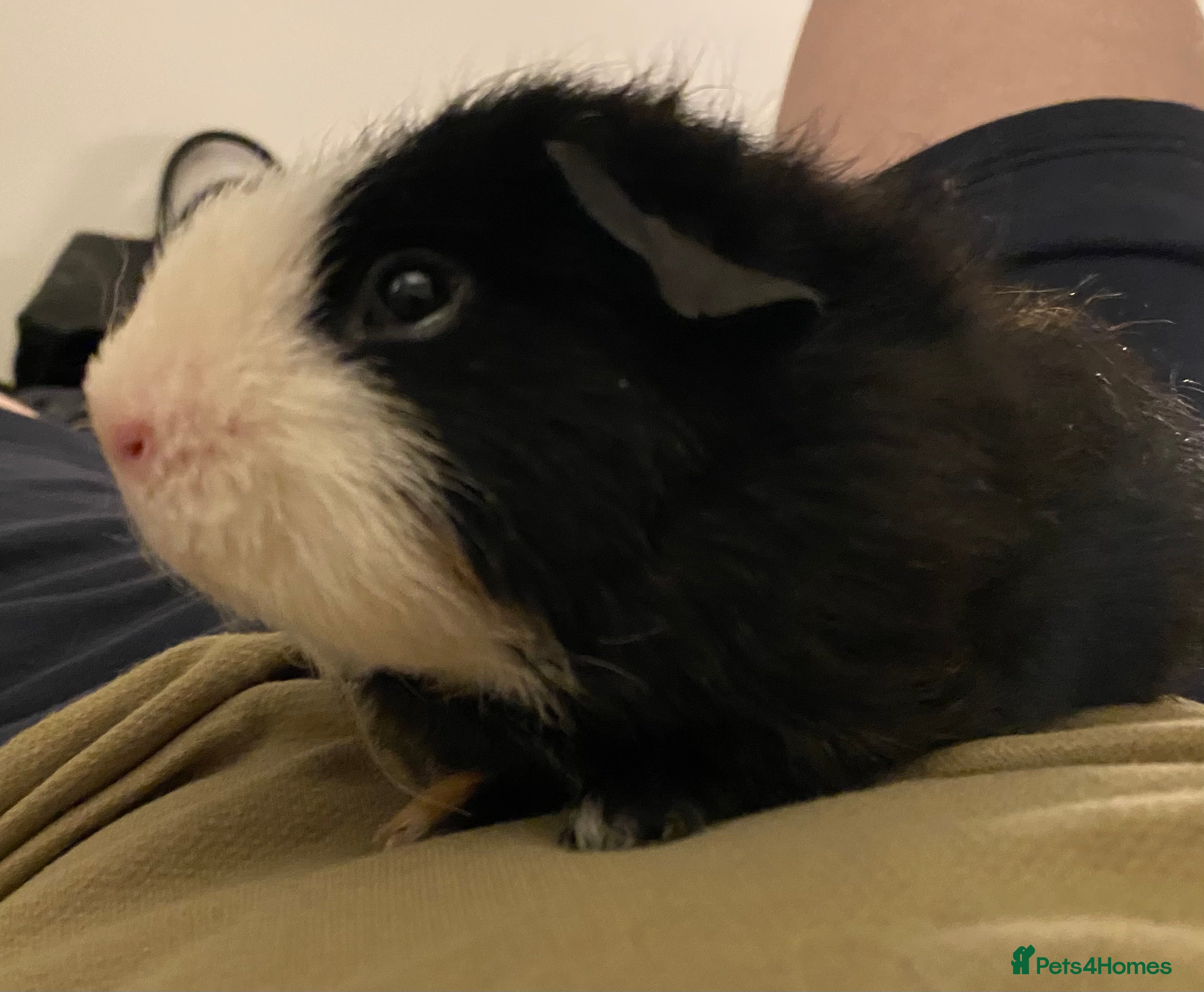 Guinea Pig rodents Single Male Guinea pig - Advert 1