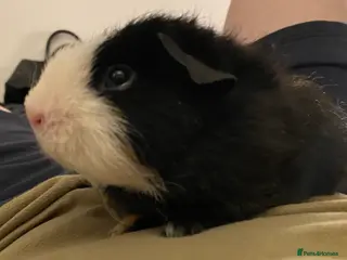 Guinea Pig rodents Single Male Guinea pig - Advert 9