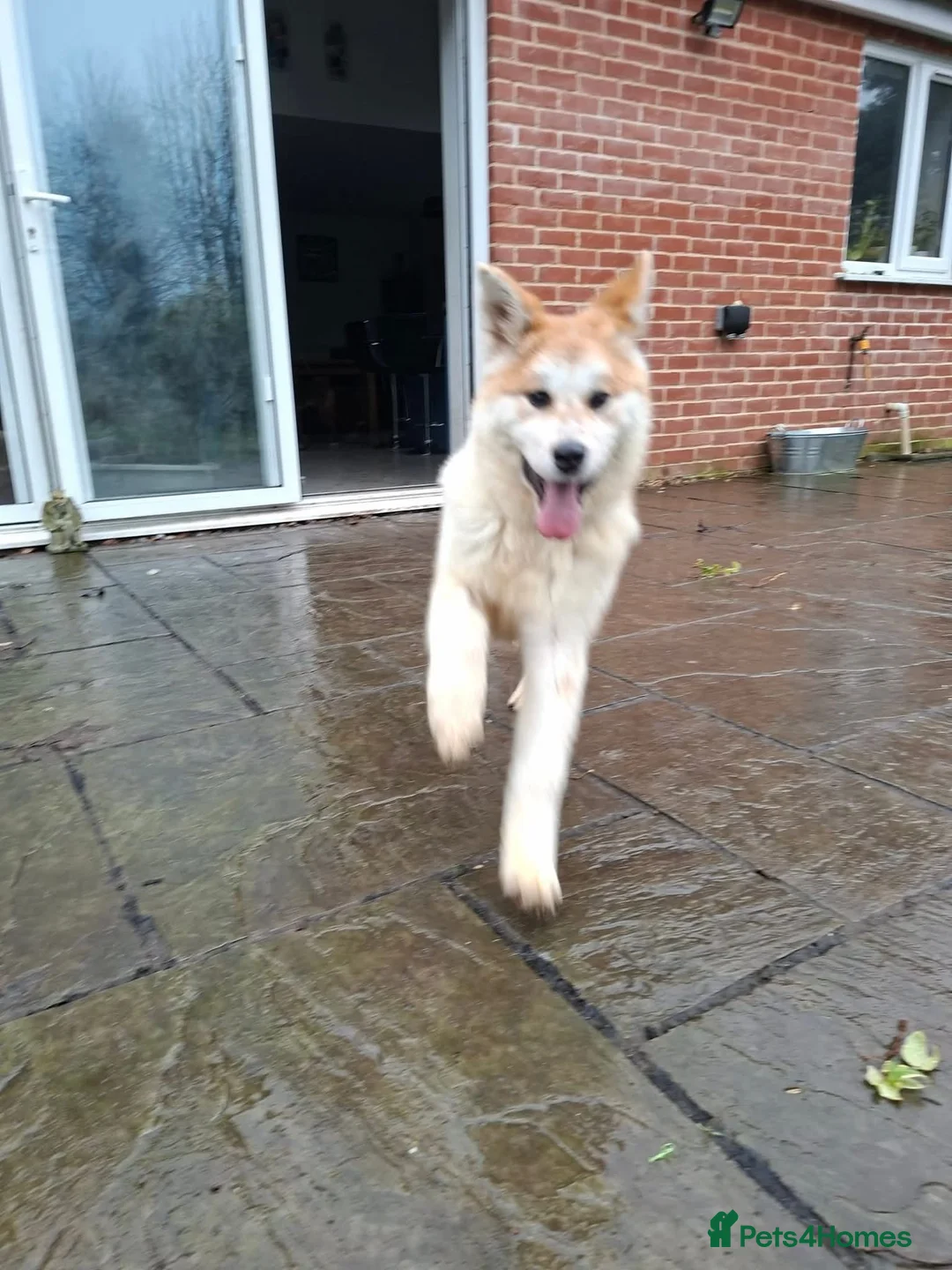 Mixed Breed dogs for adoption: Davina - north Walsham Norfolk  - Advert 6