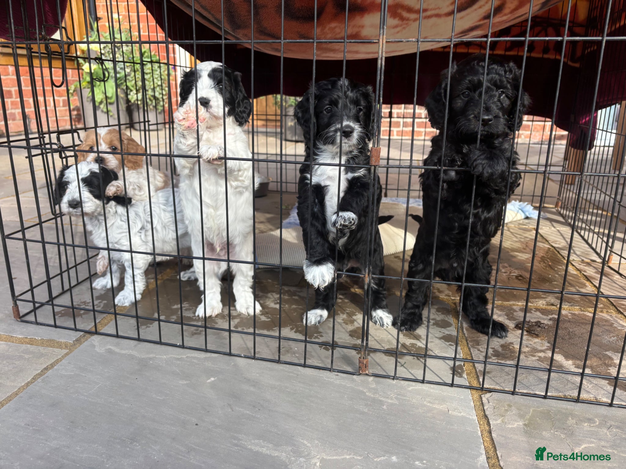 Cockapoo dogs Cockapoo Puppies Health tested parents - Advert 2