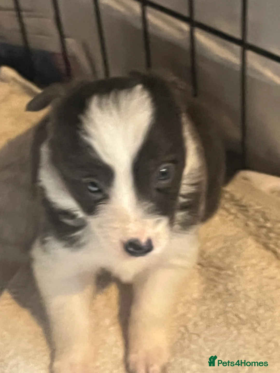 Border Collie dogs for sale: Border collie puppies, excellent litter!!  - Advert 8