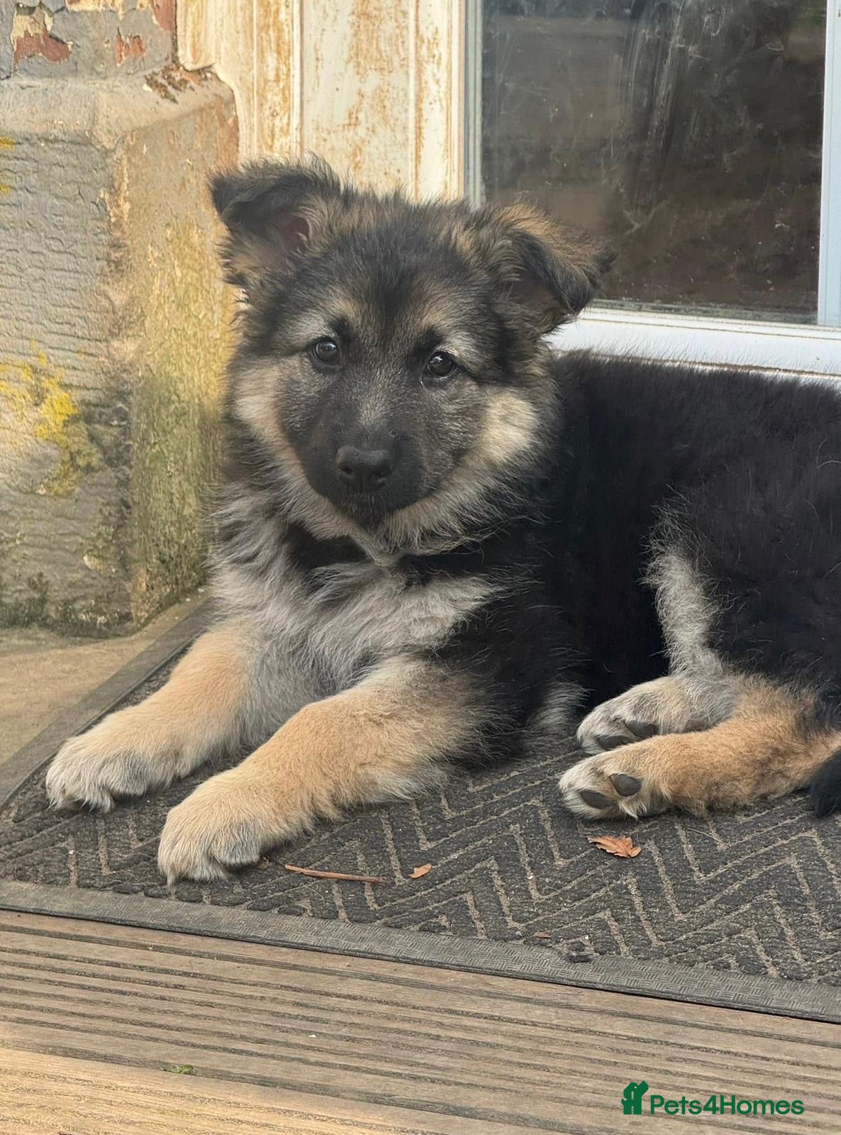 German Shepherd dogs German shepherd puppies - Advert 2