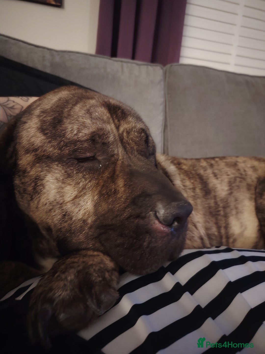 Presa Canario dogs for sale: Big softy Persa Canario for sale - Image 5