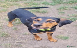 Mixed Breed dogs for adoption: Beautiful Aldo is ready for his forever sofa - Image 3