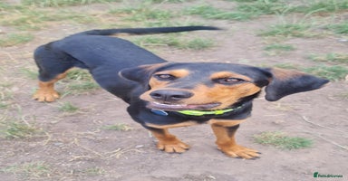 Mixed Breed dogs - Advert 13
