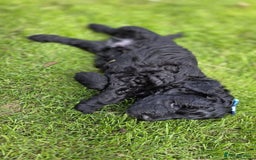 Australian Labradoodle dogs for sale: Reduced-Multigen Aussie Labradoodles curly/nonshed - Image 24