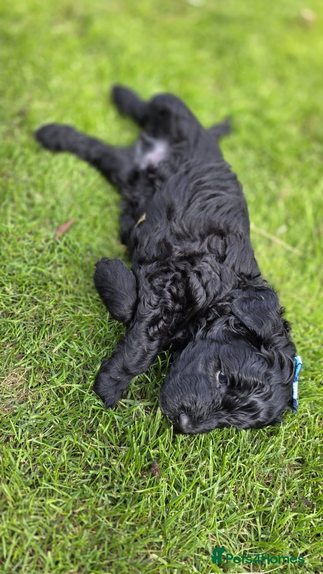 Australian Labradoodle dogs for sale: Reduced-Multigen Aussie Labradoodles curly/nonshed - Image 24
