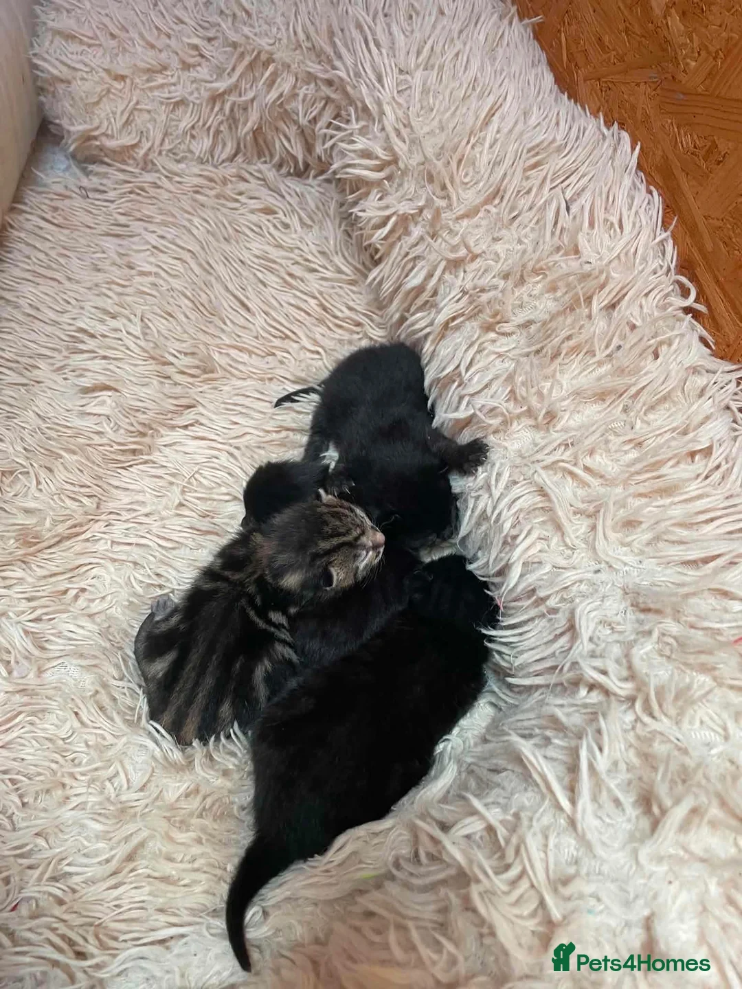 Bengal cats for sale: Part bengal kittens  - Advert 2